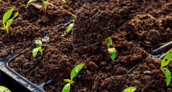 National Coconut Fertilizer Month Declared